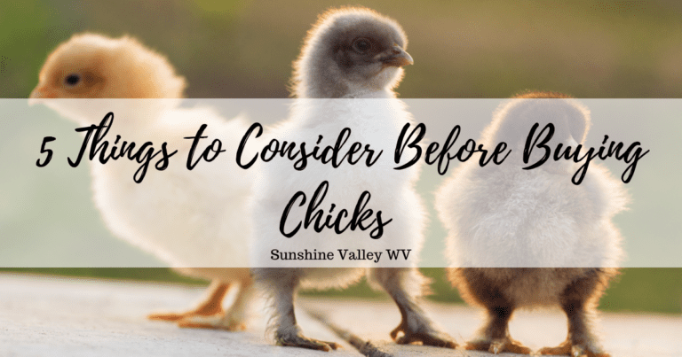 5 Things to Consider Before Buying Chicks