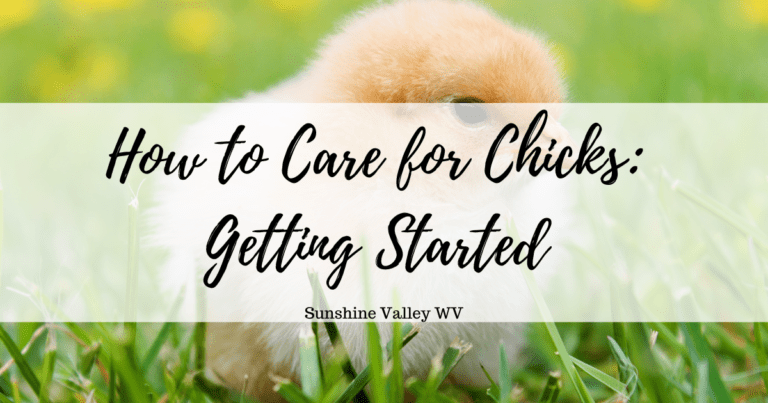 How to Care for Chicks: Getting Started