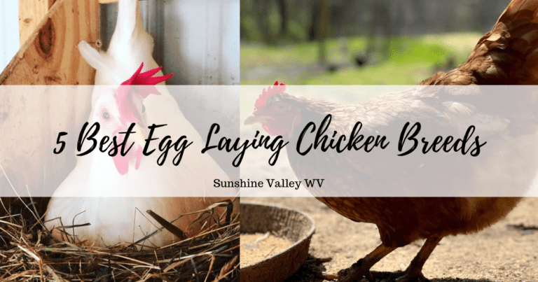 Top 5 Best Egg Laying Chicken Breeds