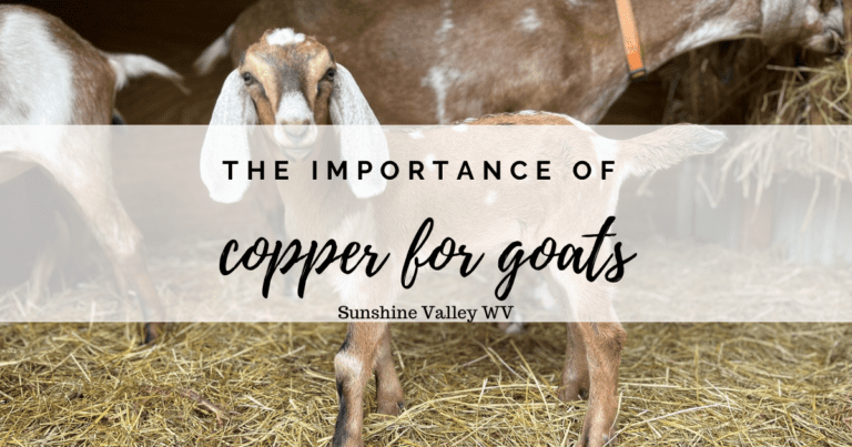 The Importance of Copper for Goats