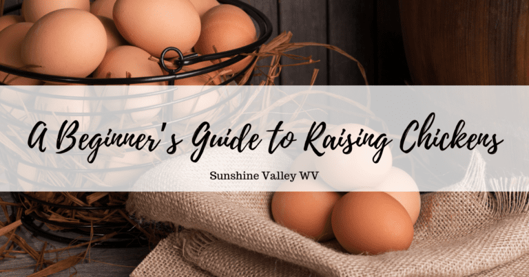 A Beginners Guide to Raising Chickens: Simple Tips for Raising Chickens