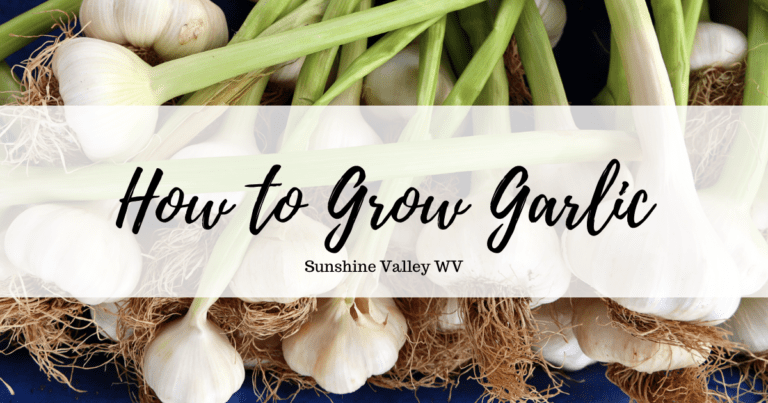 How to Grow Garlic