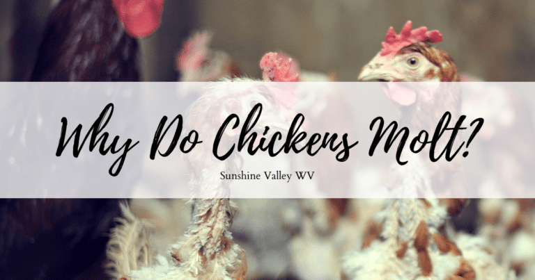 Why Chickens Molt and How to Help!