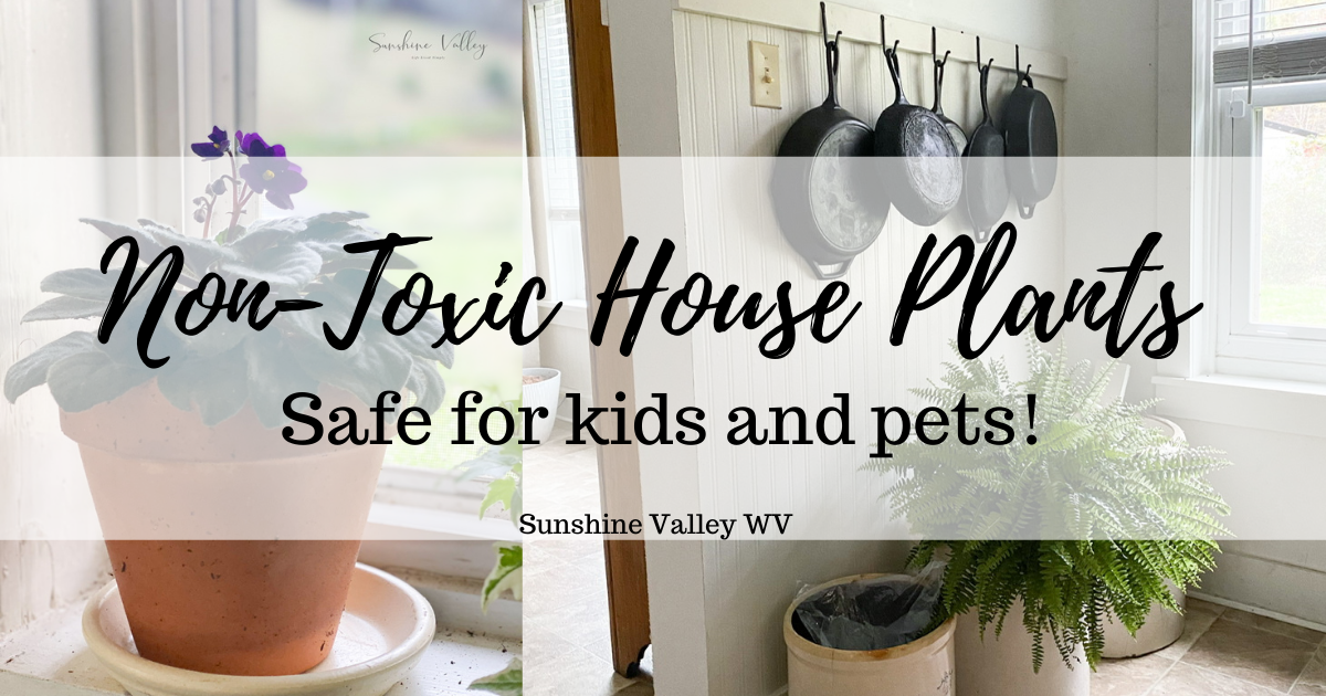 10 Non-Toxic House Plants Safe For Kids And Pets - Sunshine Valley